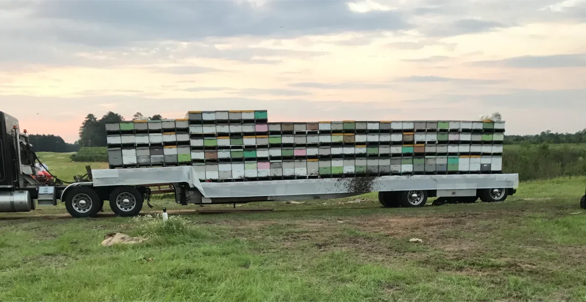 School House Bees - Spille's Honey photo 18