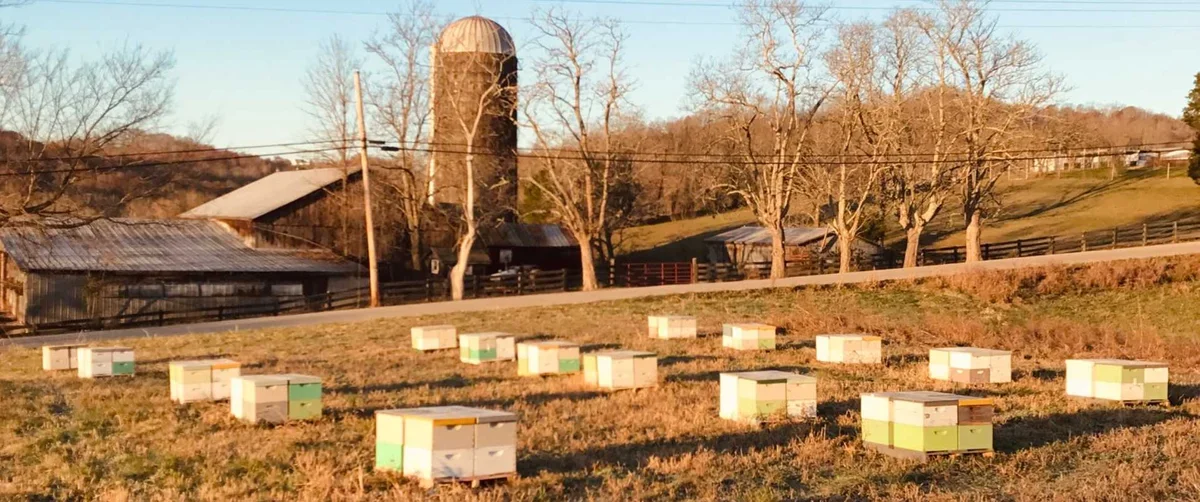 School House Bees - Spille's Honey photo 17