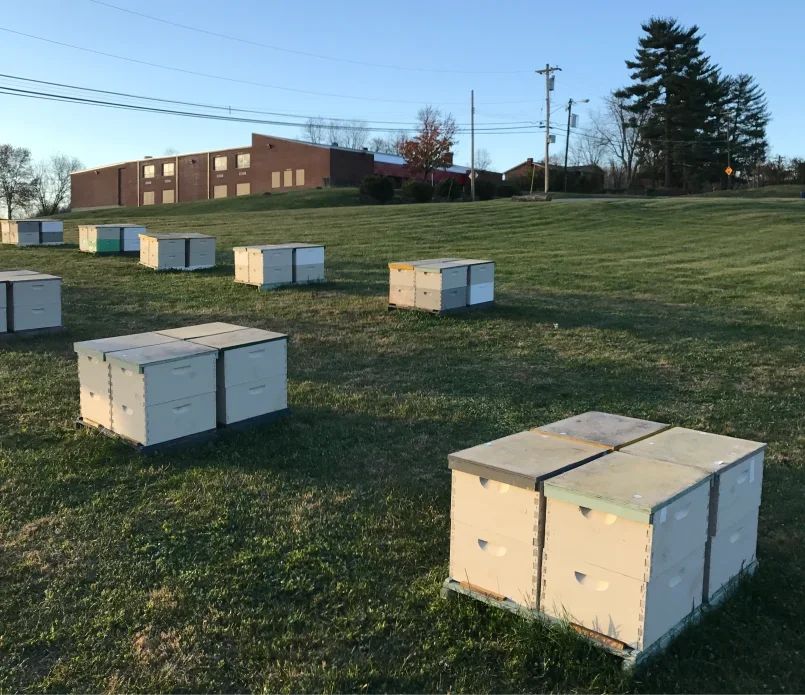 School House Bees - Spille's Honey photo 24