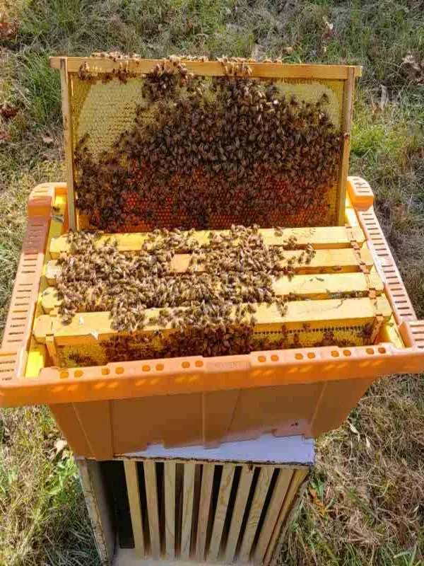 School House Bees - Spille's Honey photo 20