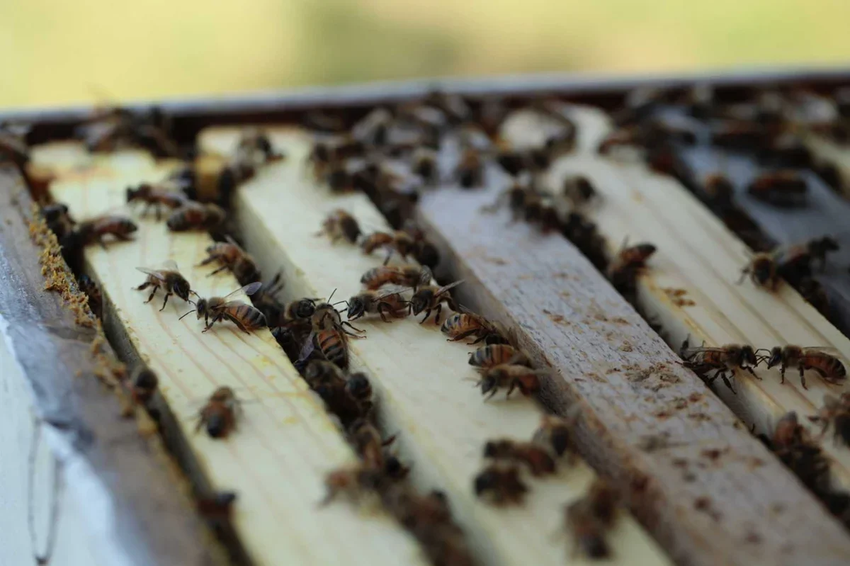 School House Bees - Spille's Honey photo 9