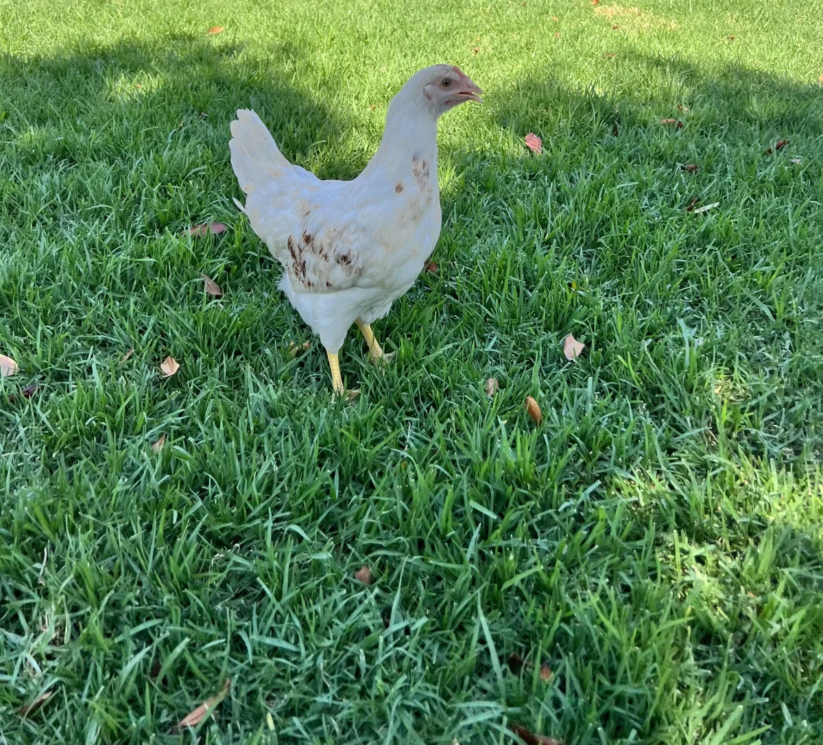 Maust's California Poultry