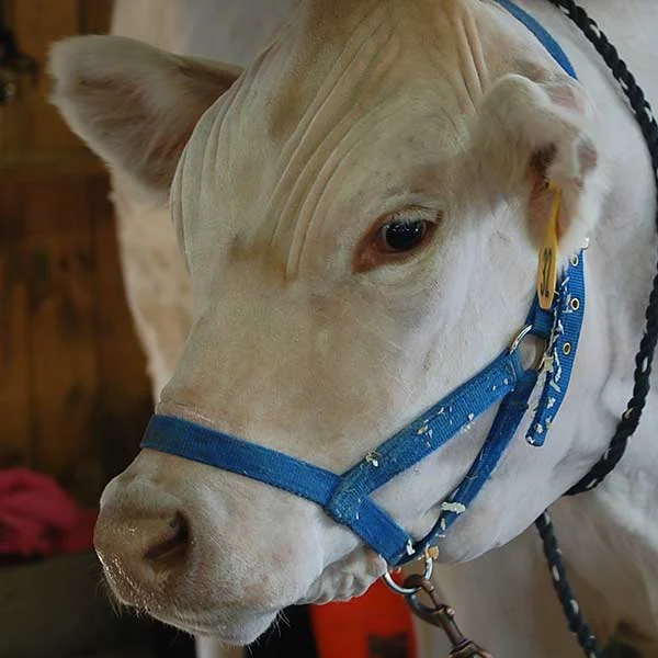 Marshfield Farmers' Market, MA photo 4