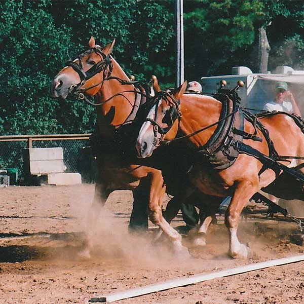 Marshfield Farmers' Market, MA photo 9