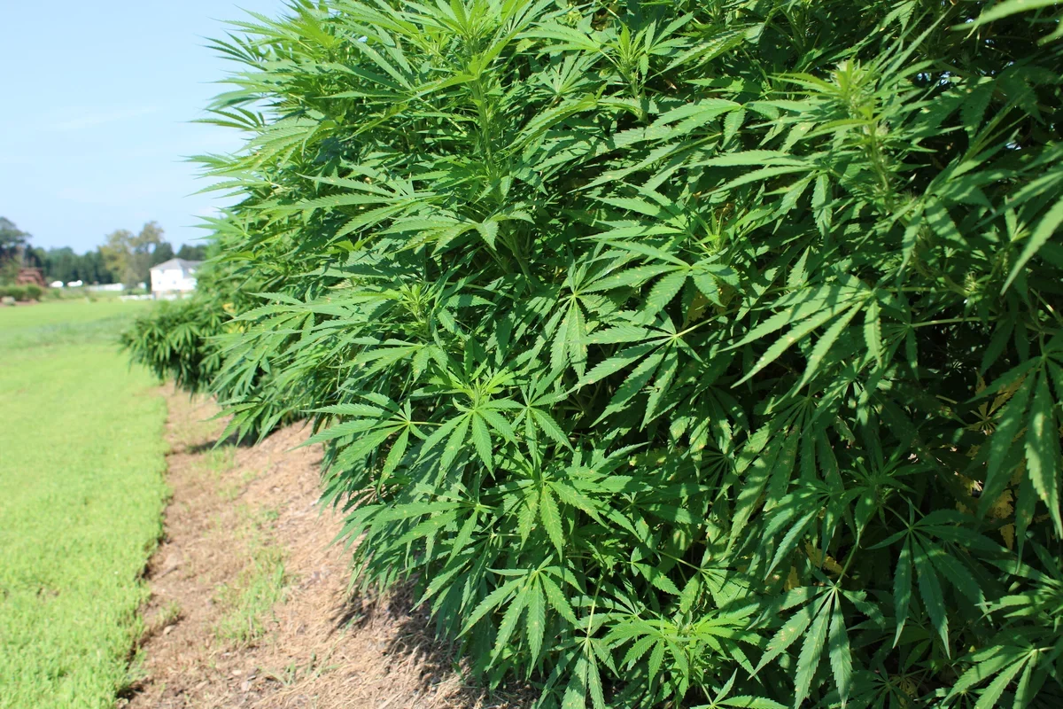 Honey's Harvest Farm photo 4