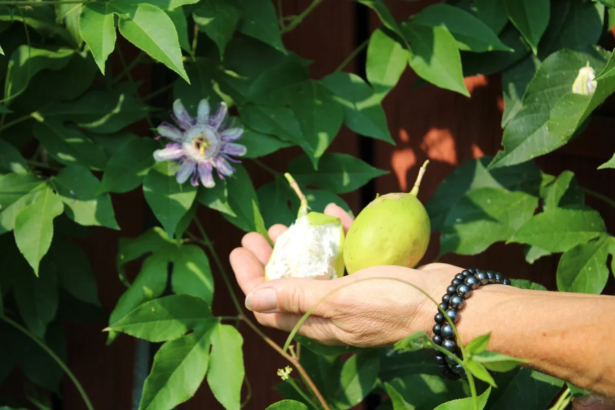 Honey's Harvest Farm photo 10