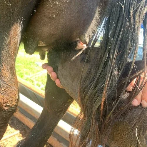 Real Ranch Grassfed photo 10