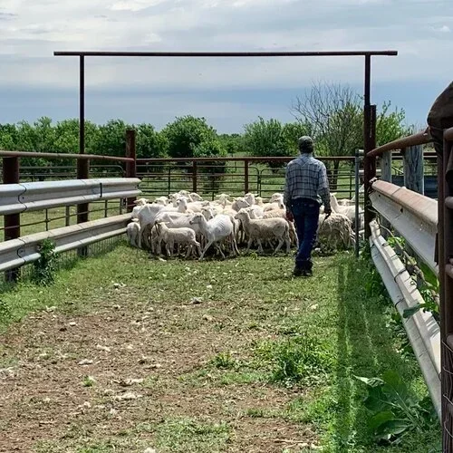 Real Ranch Grassfed photo 2