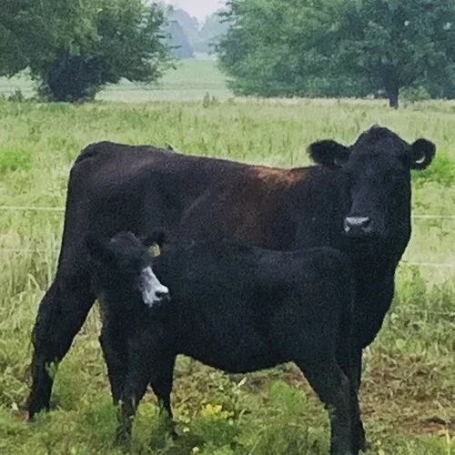 Real Ranch Grassfed photo 3