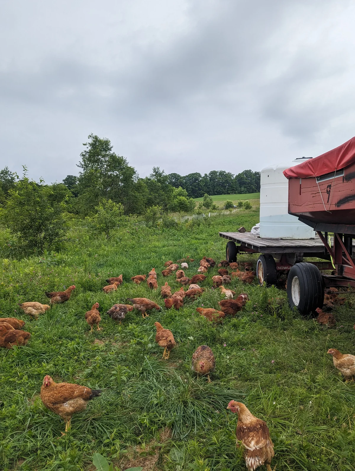 Sunday Bell Farm — Home Delivery