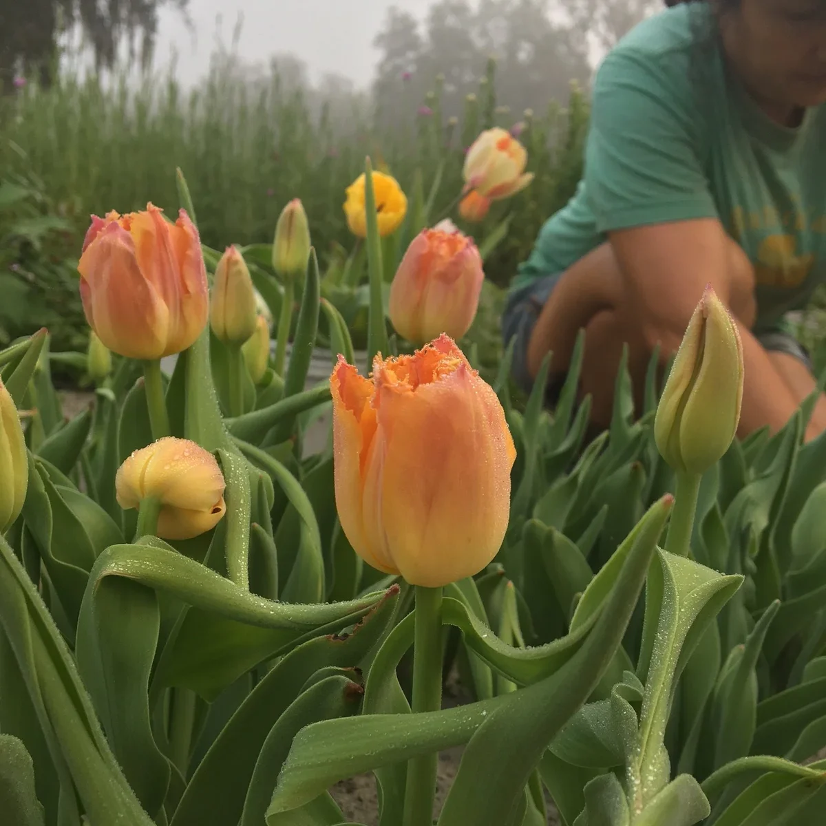 Little Pond Farm photo 3