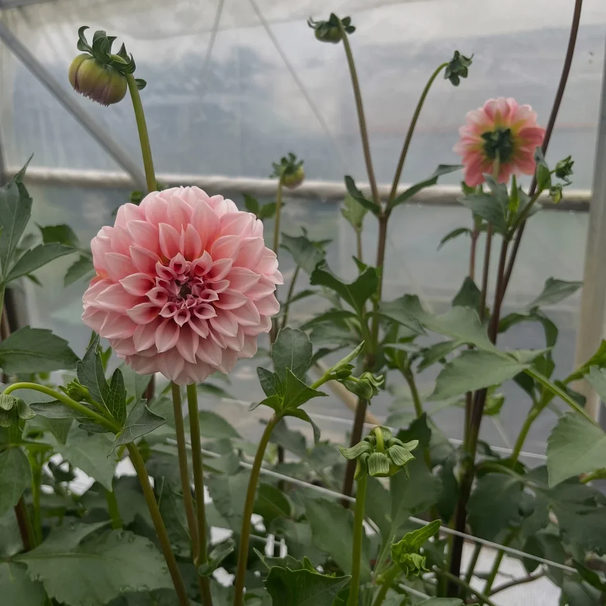 Little Pond Farm photo 4