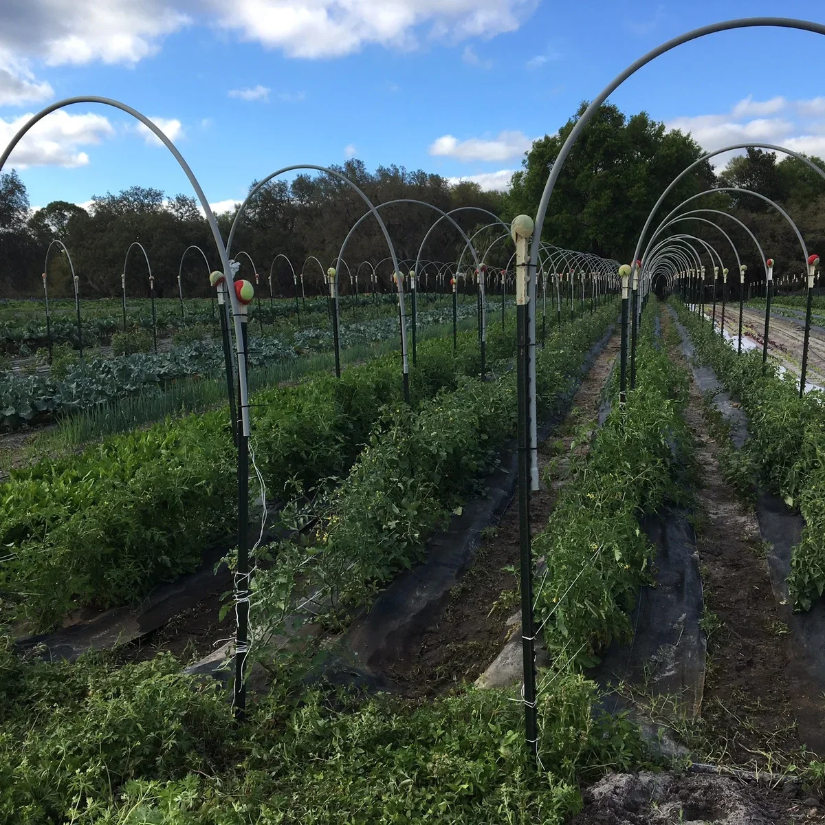 Little Pond Farm photo 6