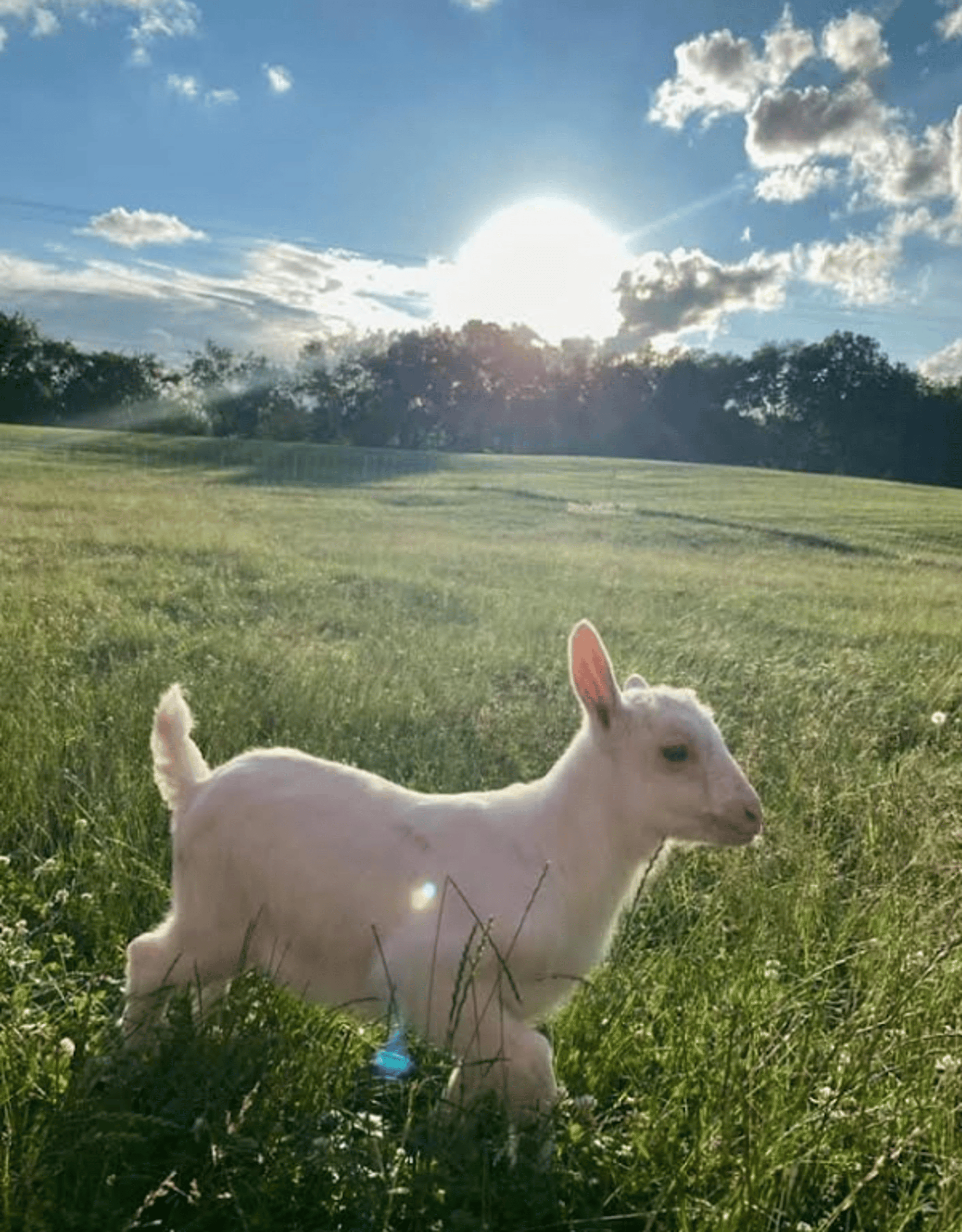 Arbor-Vale Dairy Goats