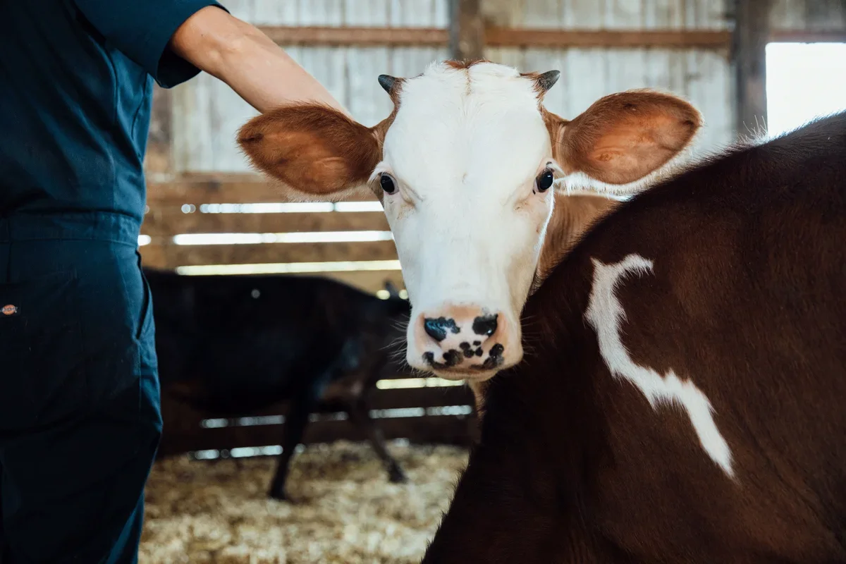 Hobo Cheese Company at Keith Valley Farm – Grant Park Farmers Market photo 2