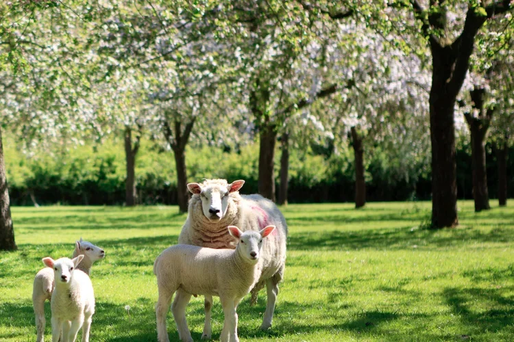 Clearview Farm Ministry – Toms River Pickup Site