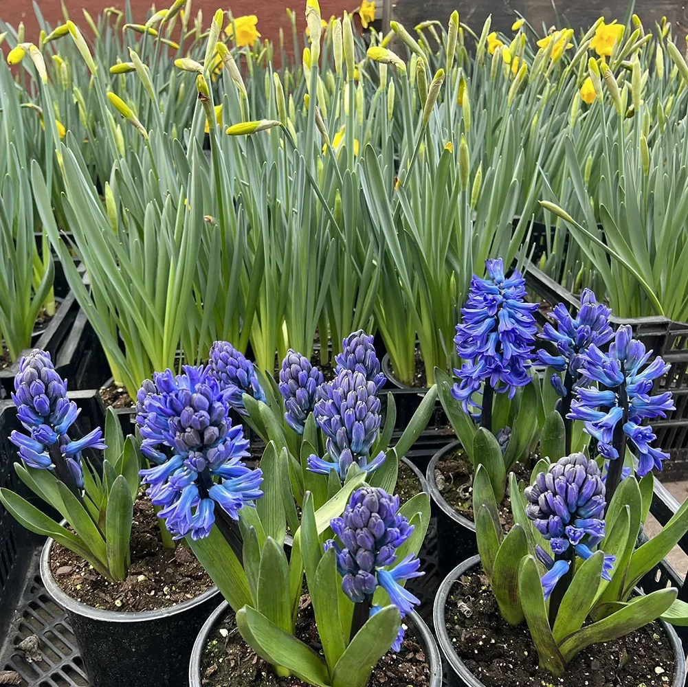 Link's Greenhouse photo 3