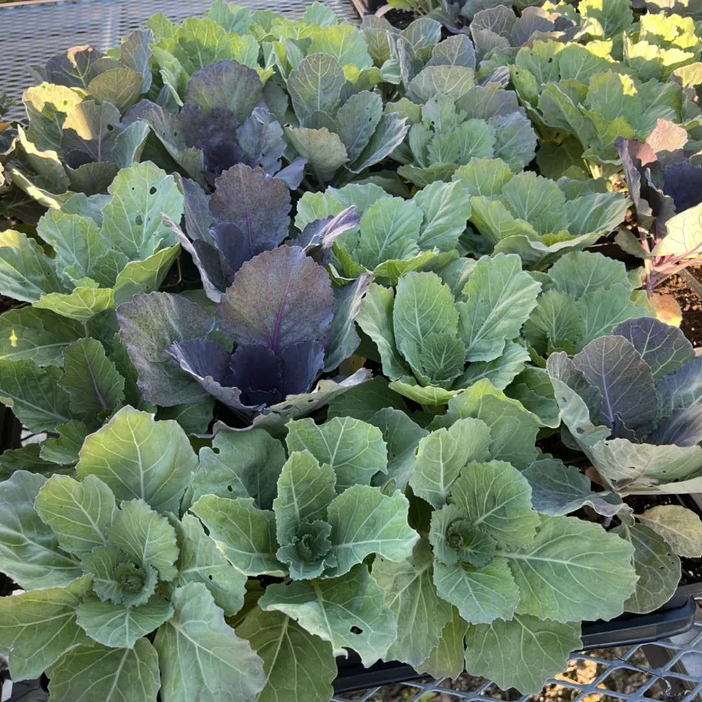 Link's Greenhouse photo 4