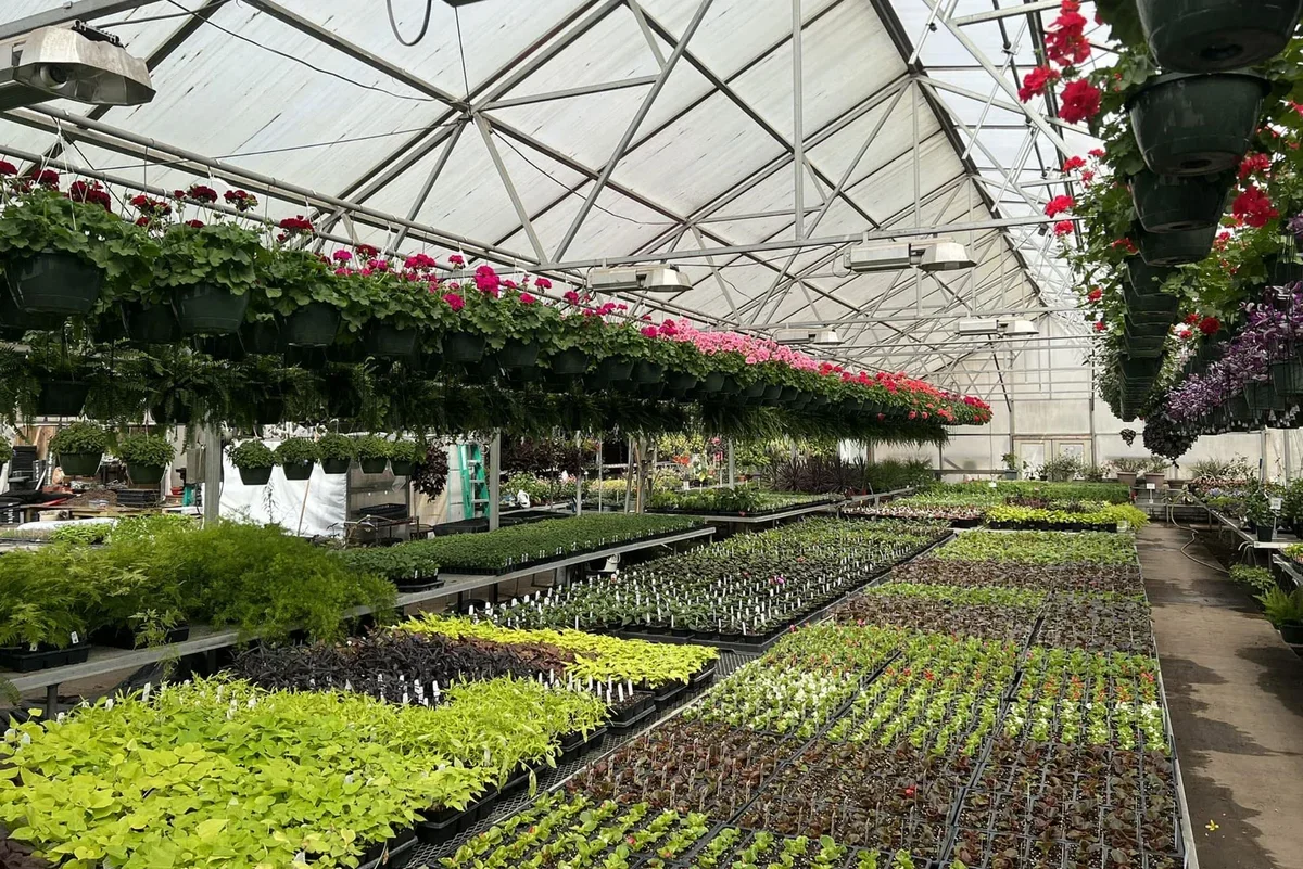 Link's Greenhouse photo 5
