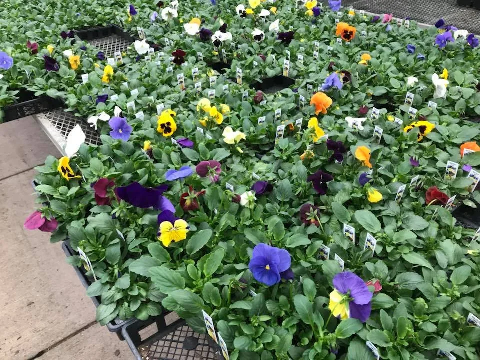 Link's Greenhouse photo 6