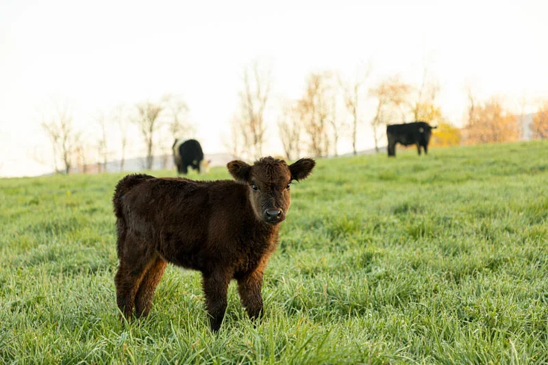 Mechanicsburg – Family Cow pickup