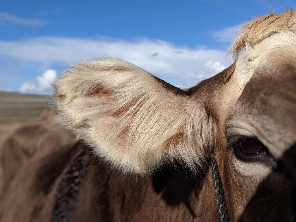 Jorasz Family Ranch Pickup Site – Skandia photo 9