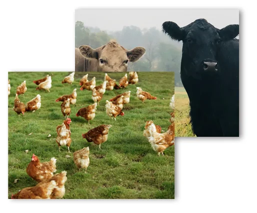 Bone-In Food – Hoboken Pick-up