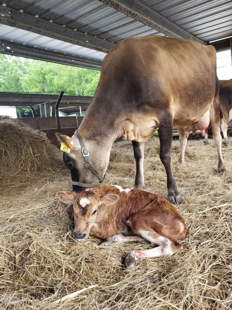 Zebulon Heritage Farm Rogersville Delivery photo 8
