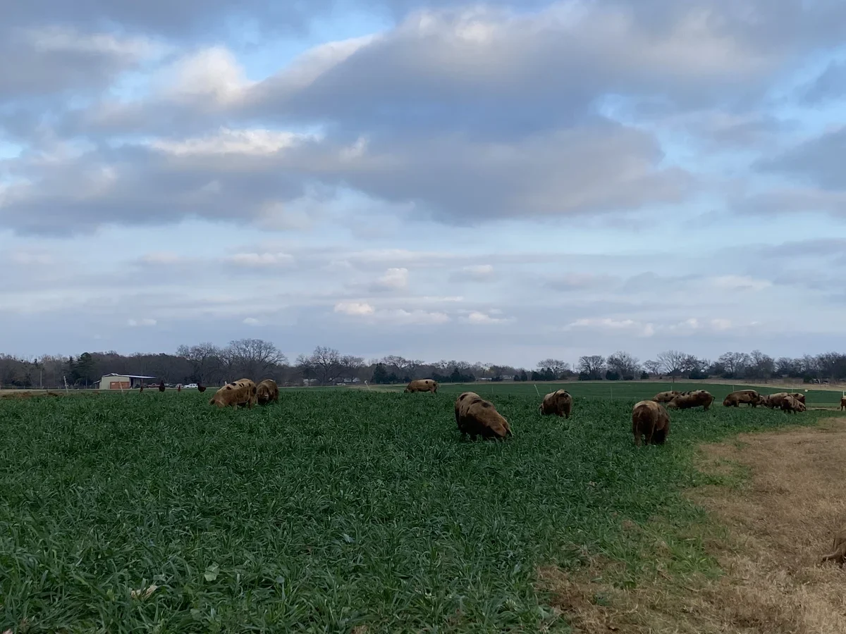 Freedom Acres Farm photo 4