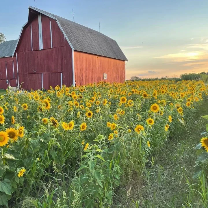 Jacob's Fresh Farm photo 5