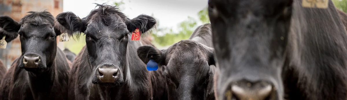 Westport Farmers' Market - Winter Season