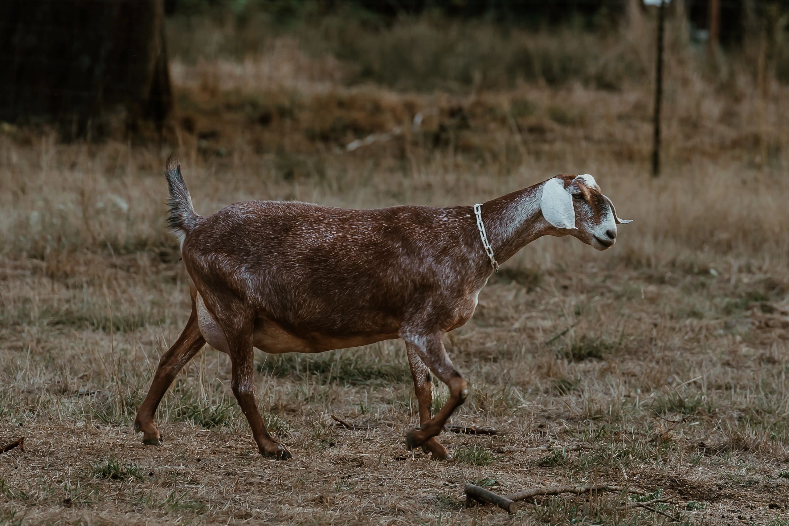 Headwater Hills – McMinnville Pickup photo 4