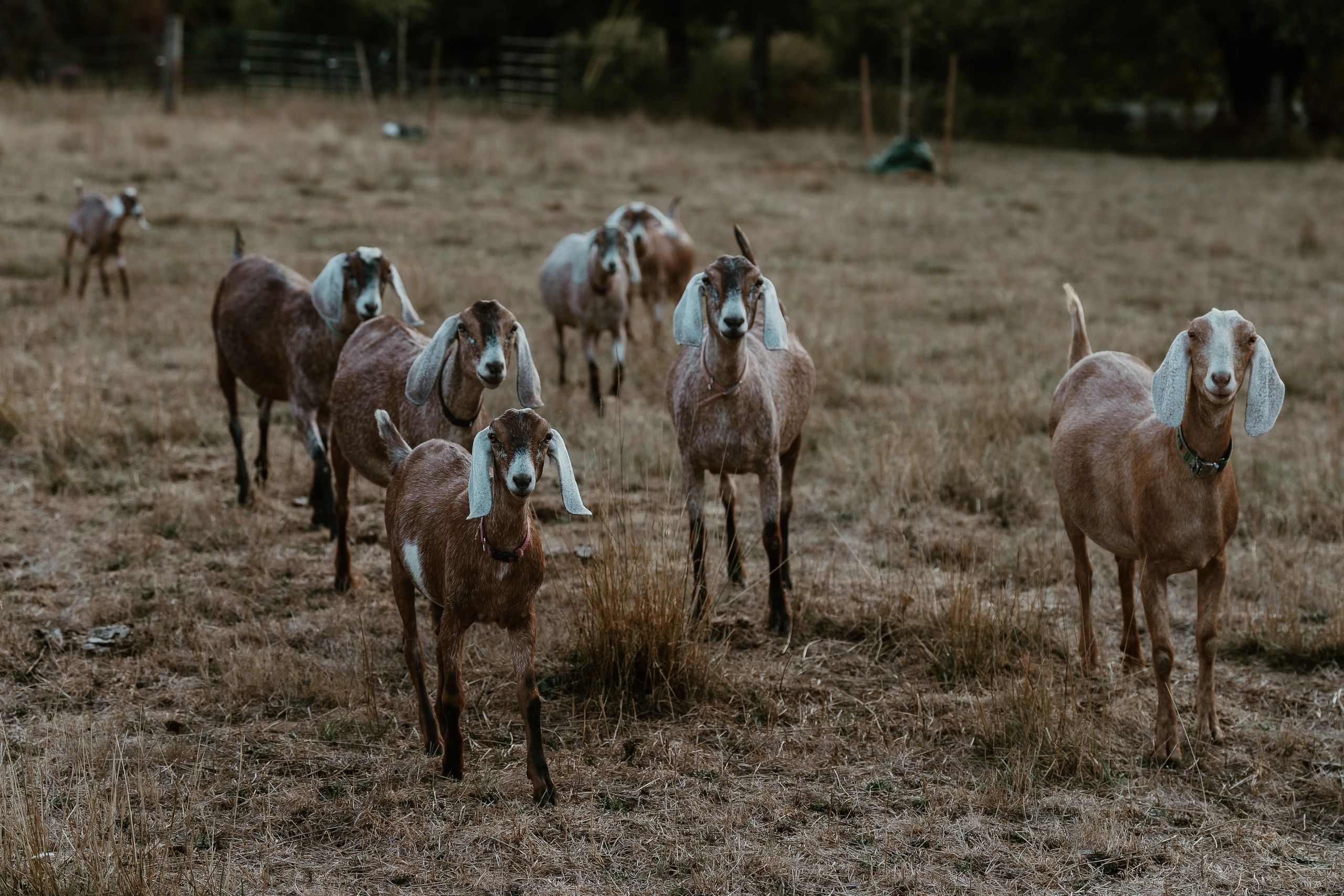 Headwater Hills – McMinnville Pickup
