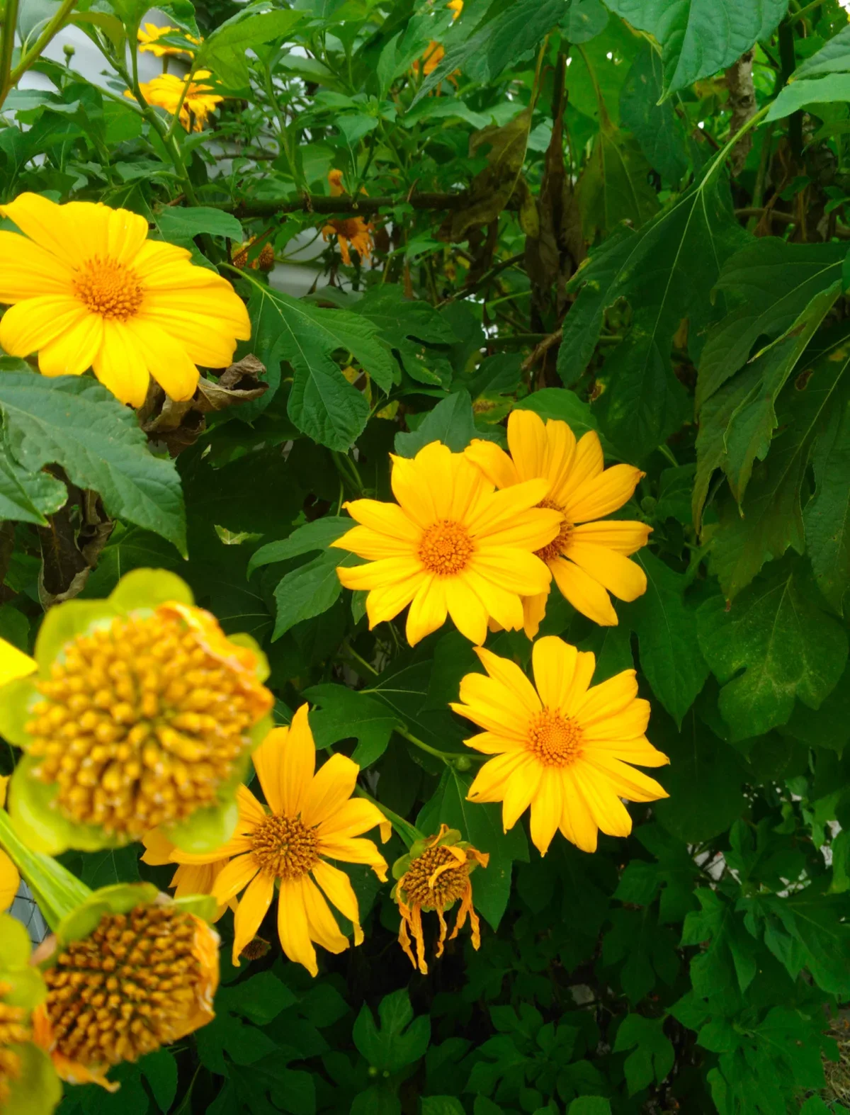 Stellar Game Birds, Poultry, Waterfowl LLC