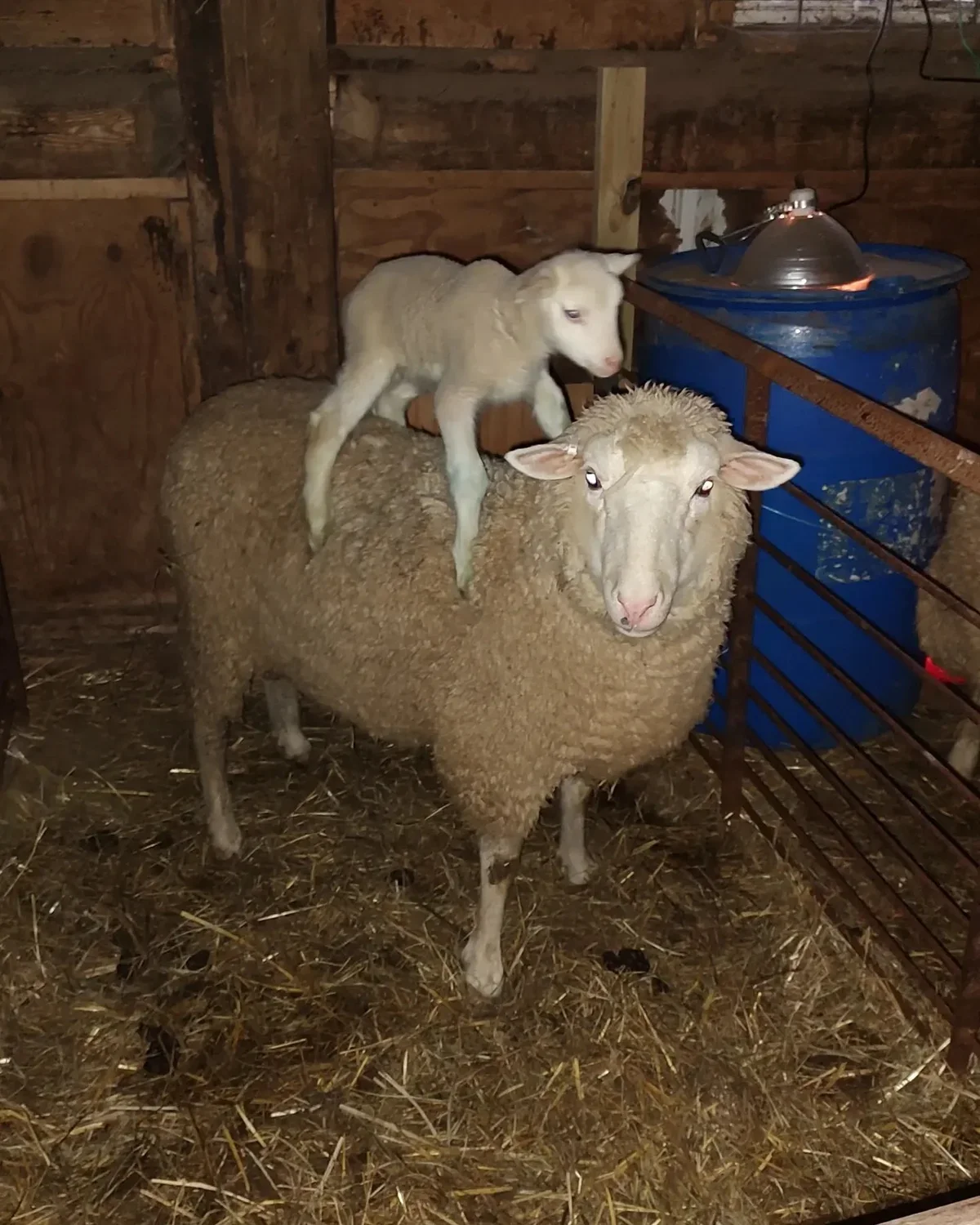 Ewe Know It Farms photo 7