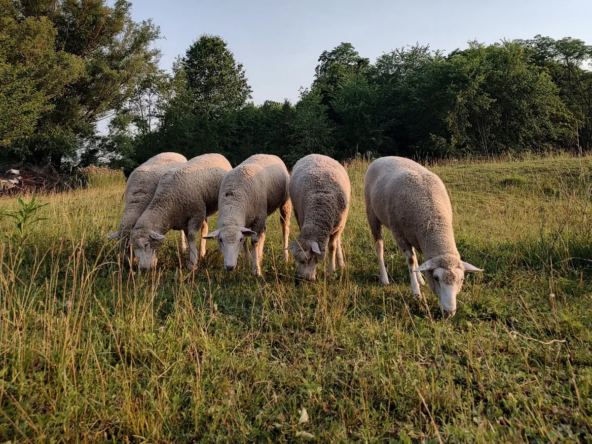 Ewe Know It Farms photo 4