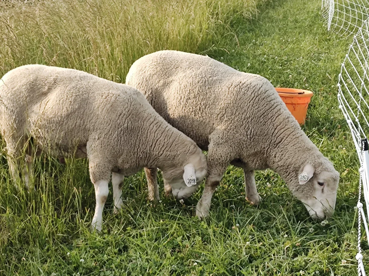 Ewe Know It Farms photo 5