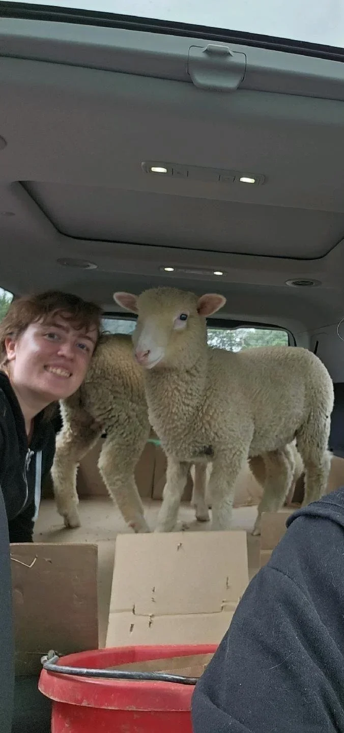 Ewe Know It Farms photo 3