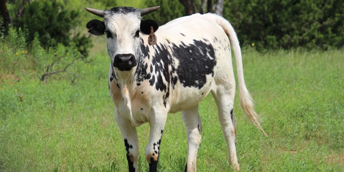 Big Stars Farm Herd share