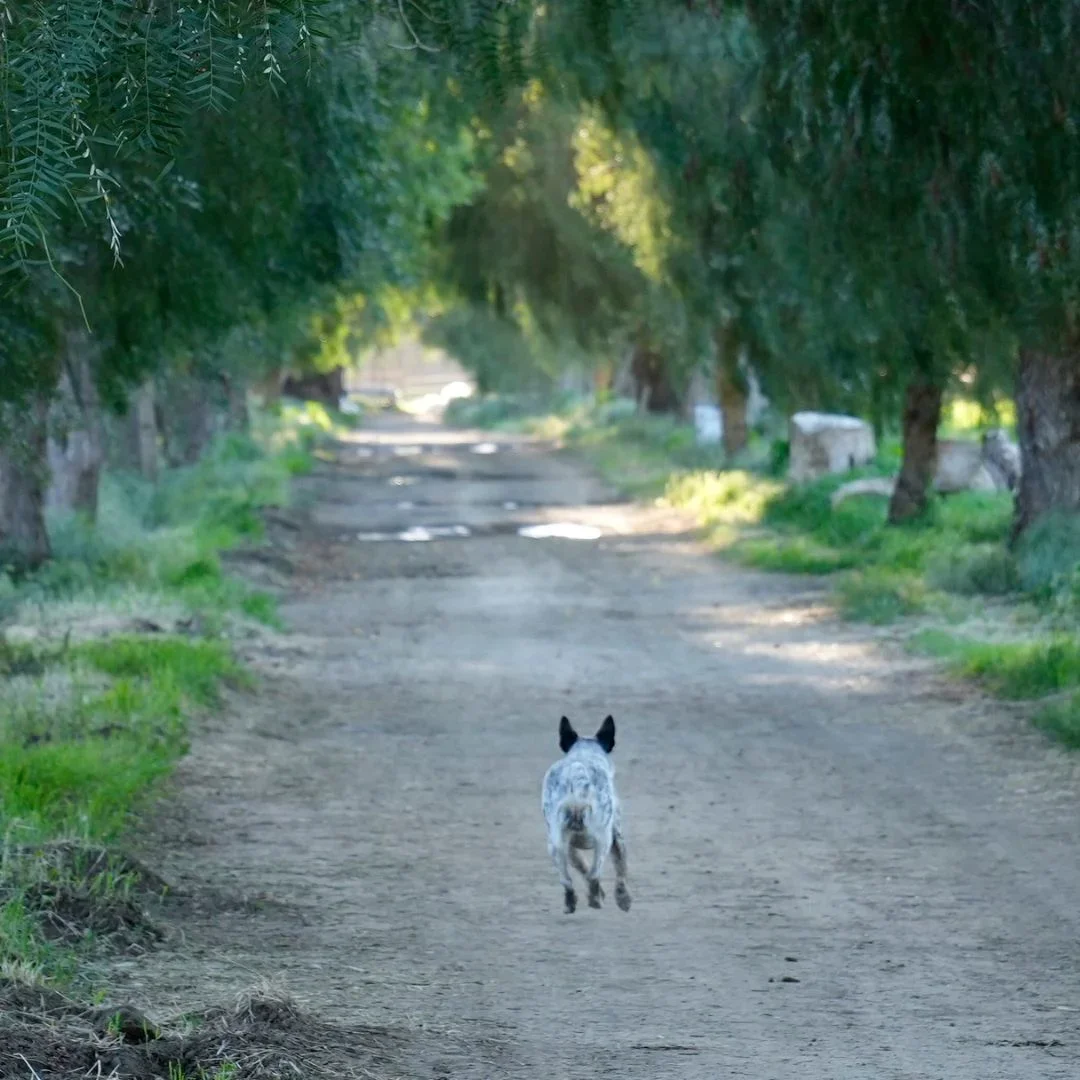 Something Good Organics