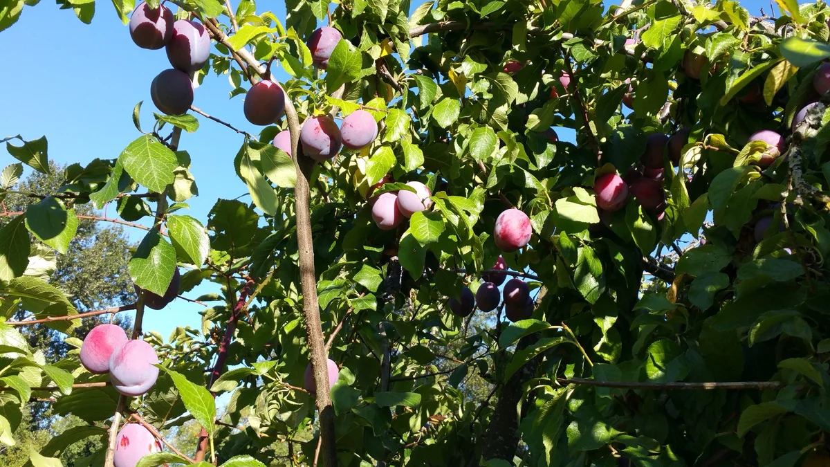 Pearson's Bees and Berries (U-Pick Blueberries)