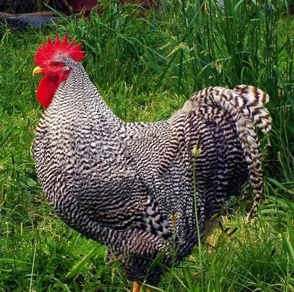 Blue Star Ranch Chickens