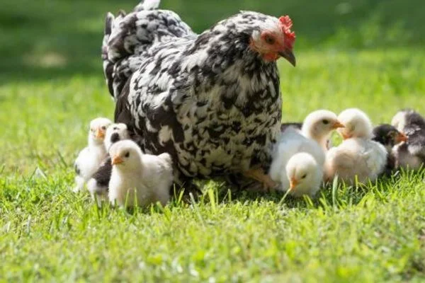 Blue Star Ranch Chickens photo 2