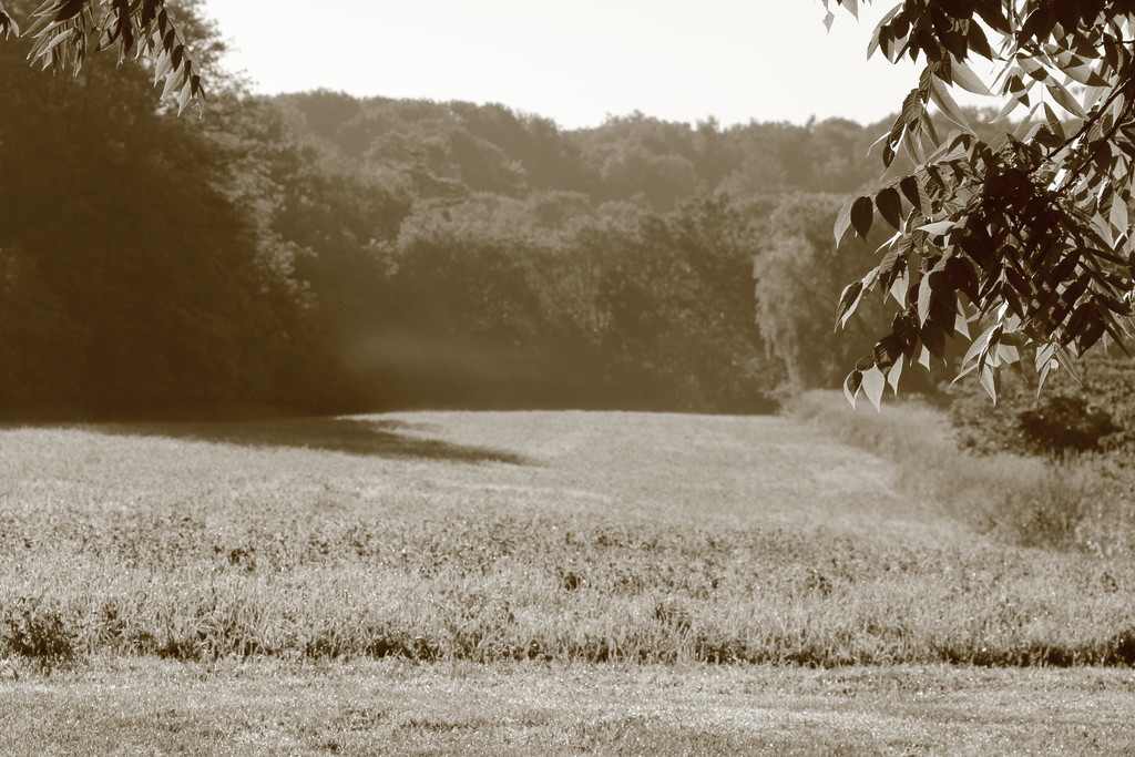 Lisk's Heritage Farm