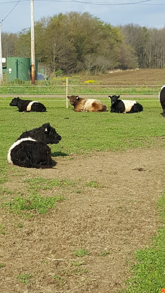 Lisk's Heritage Farm photo 2