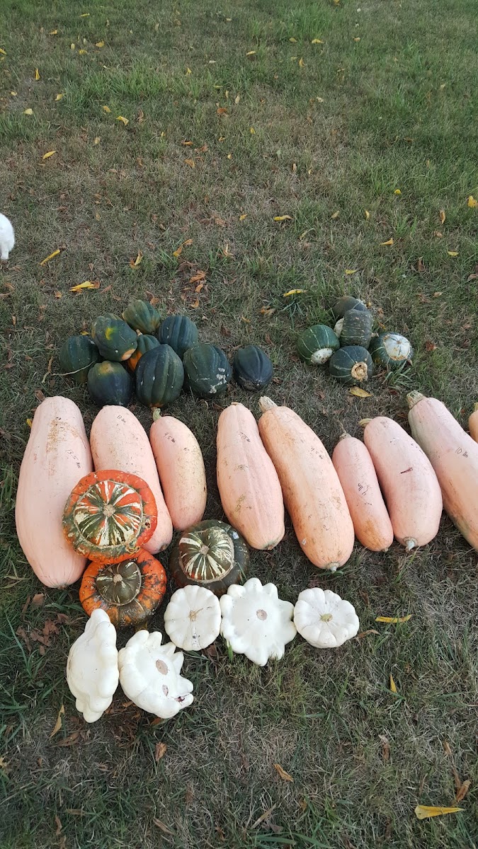 Lisk's Heritage Farm photo 3