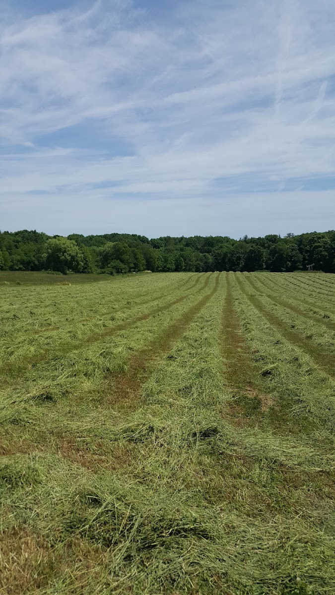 Lisk's Heritage Farm photo 4