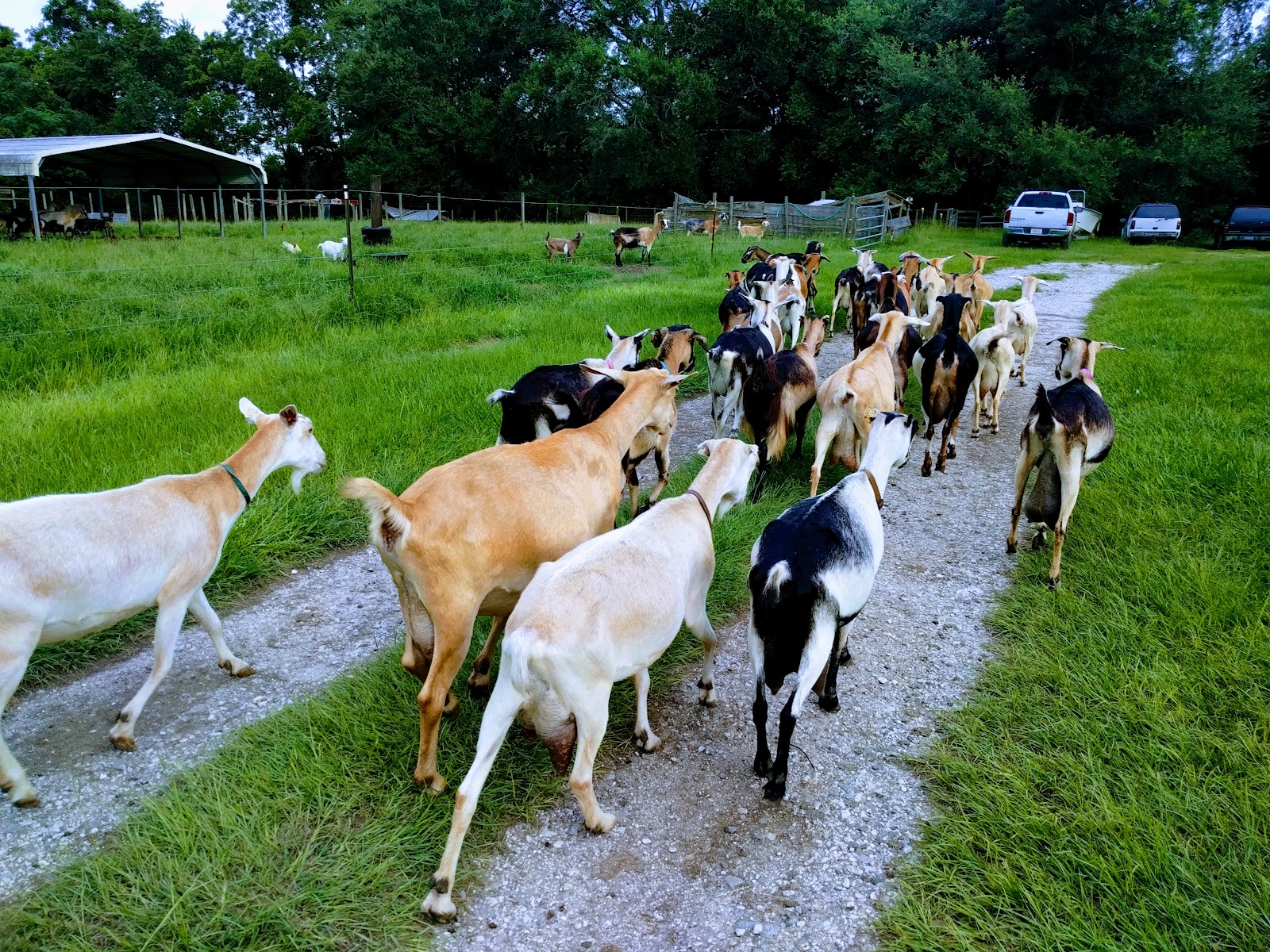Burden Creek Dairy, LLC