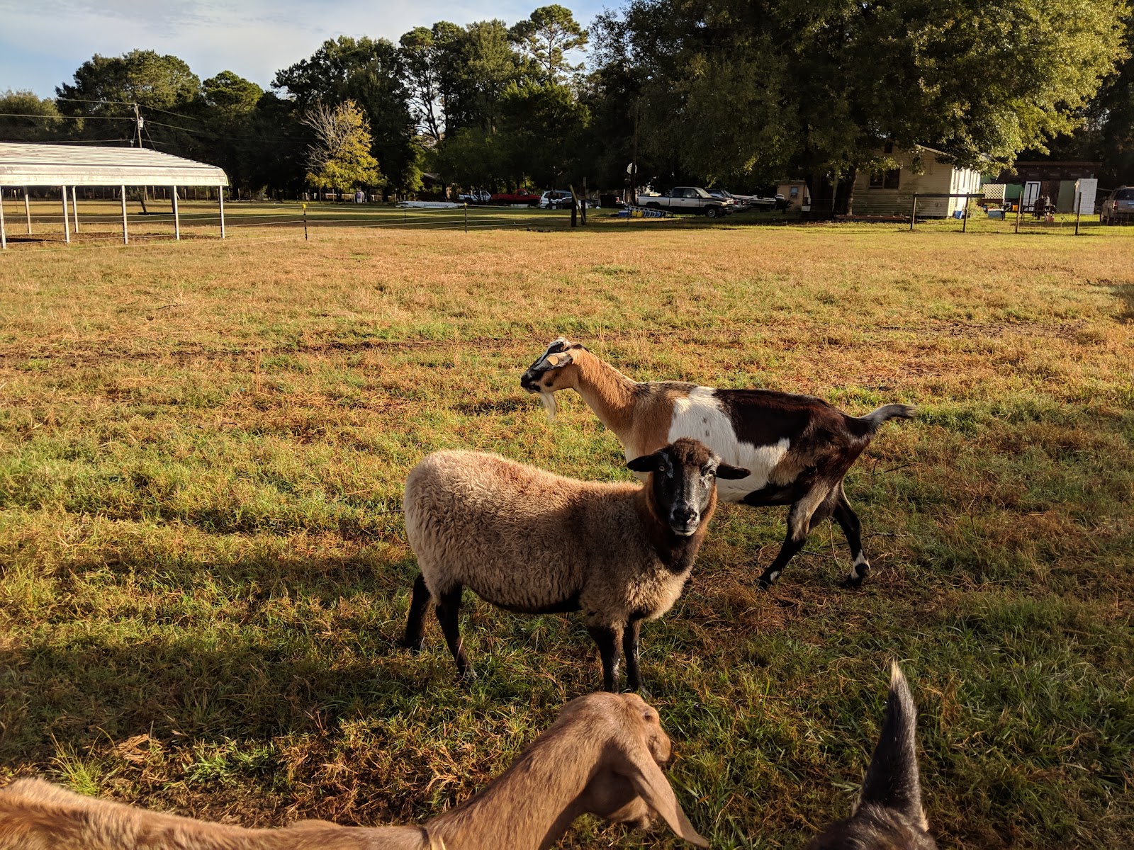 Burden Creek Dairy, LLC photo 5