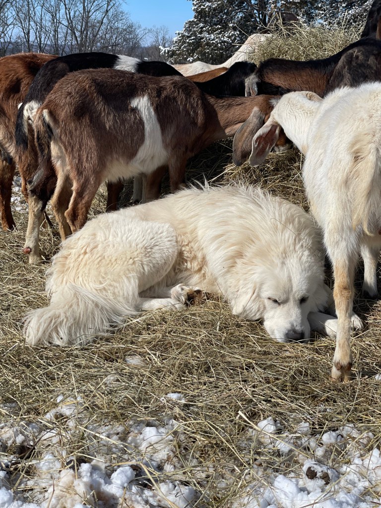The Crooks Family Farm photo 7